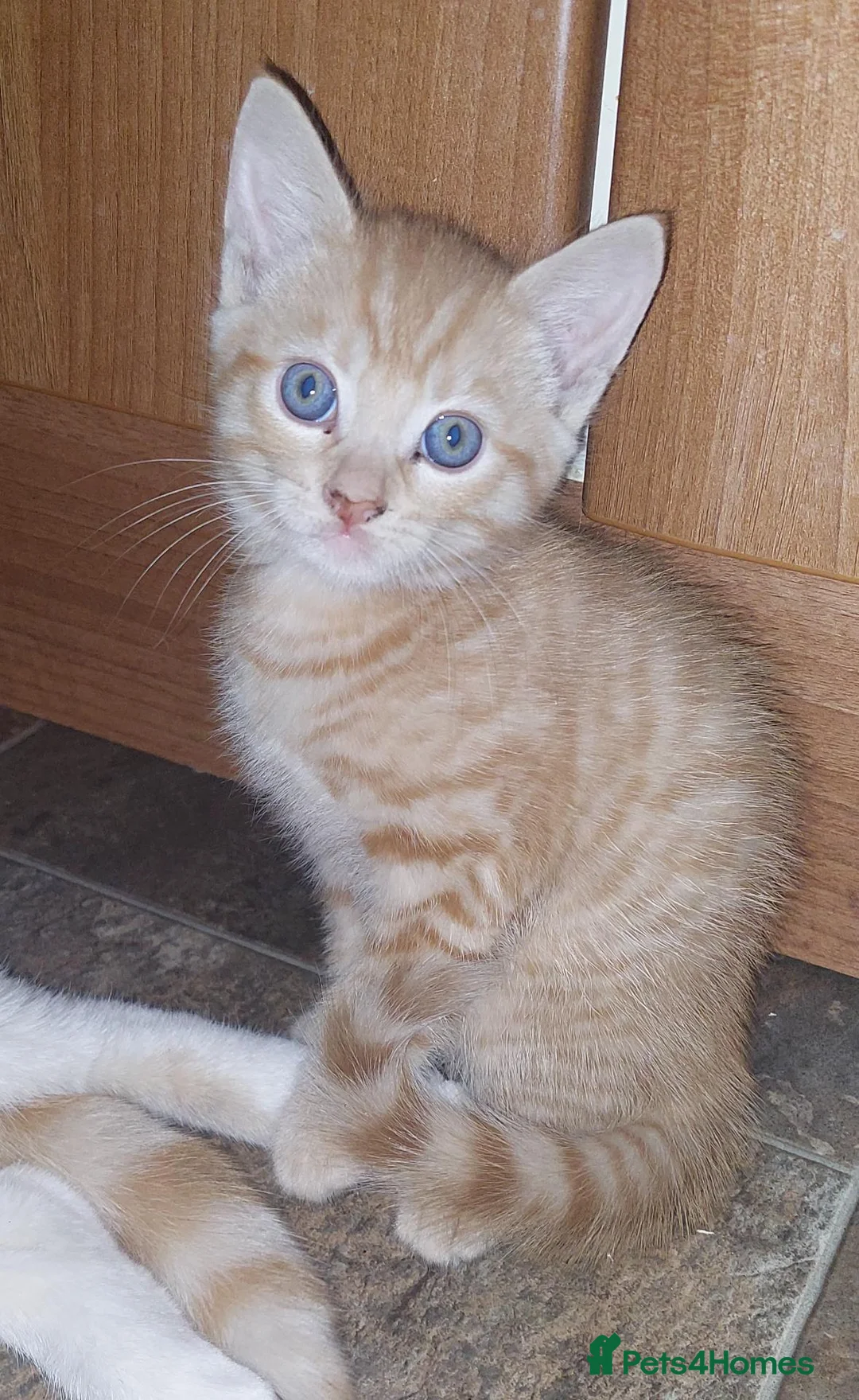 Mixed Breed cats for sale: 3 kittens - Advert 2