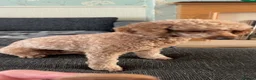 Cockapoo dogs for sale: 🐶 Beautiful F1B Cockapoo Puppies 🐶 - Advert 9