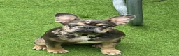 French Bulldog dogs for sale: AMAZING FRENCH BULDOG - Advert 8