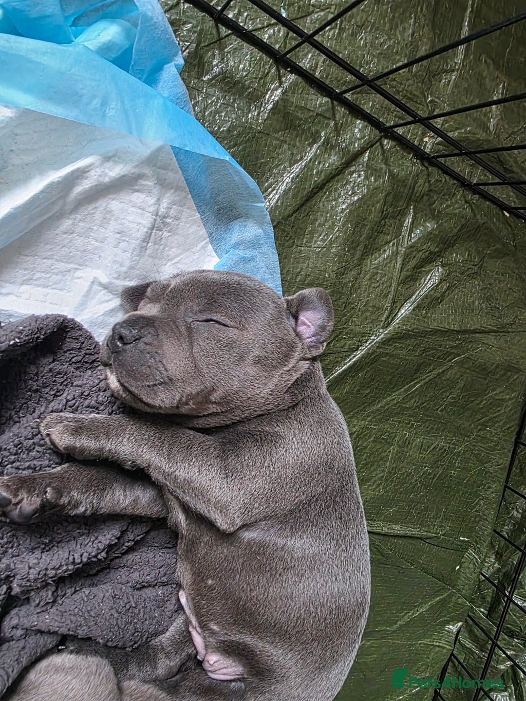 Staffordshire Bull Terrier dogs for sale: Beautiful Blue Staffs KC Registered - Image 16