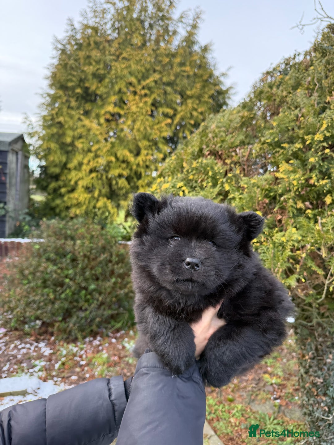Mixed Breed dogs for sale: CHOWSKI PUPPYS READY TO GO!!  - Advert 9