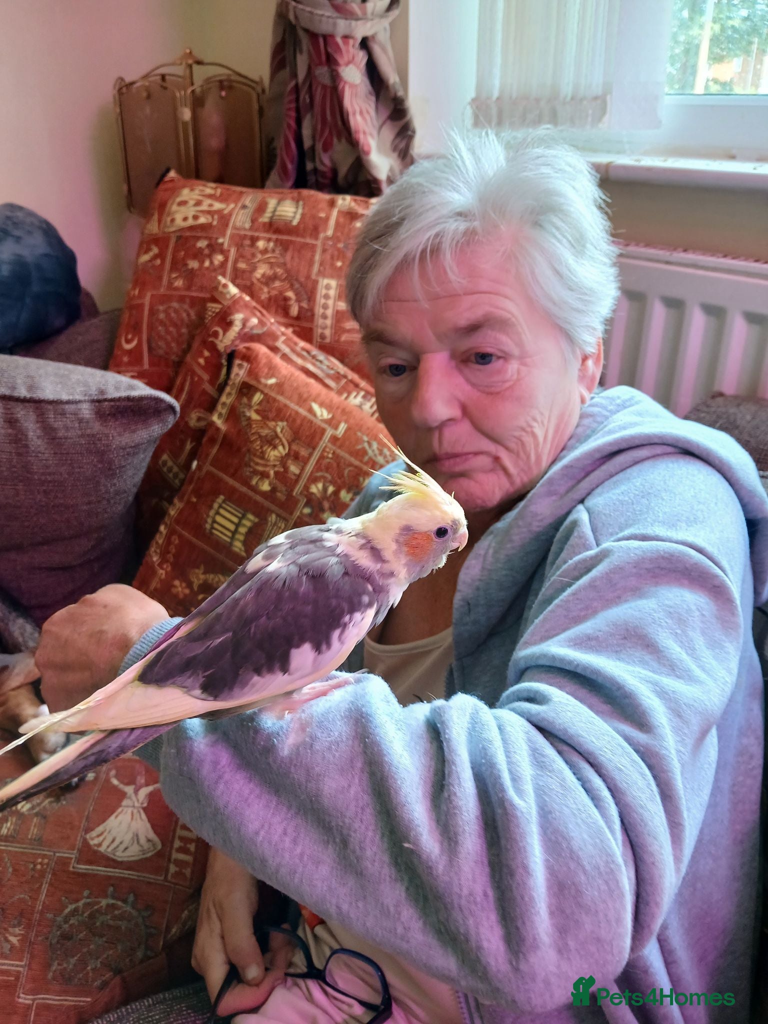 Cockatiels birds Mr r adair - Advert 2