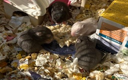 Hamster rodents for sale: Baby hamsters for sale - Image 4