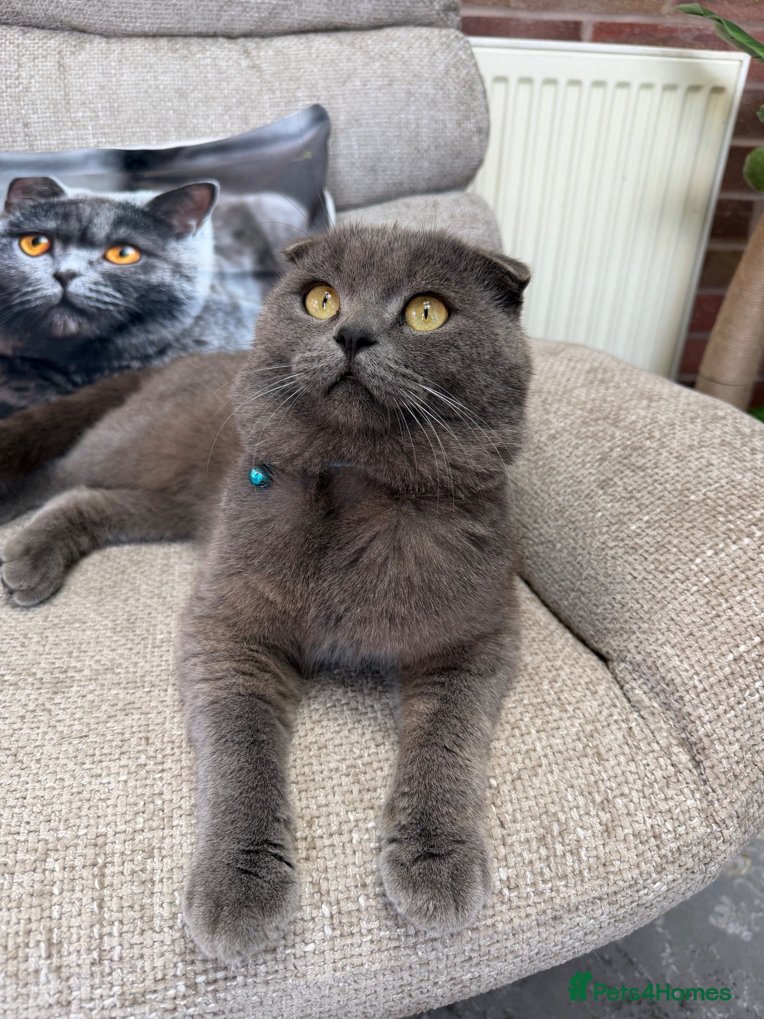 Scottish Fold cats Reduced!Last  girls ❤️Lovely scotish kittens💕💕💕 - Advert 2