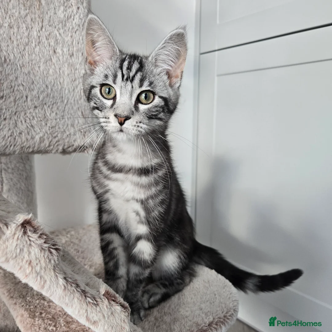 Maine Coon cats for sale: Maine coon x kittens - Advert 12