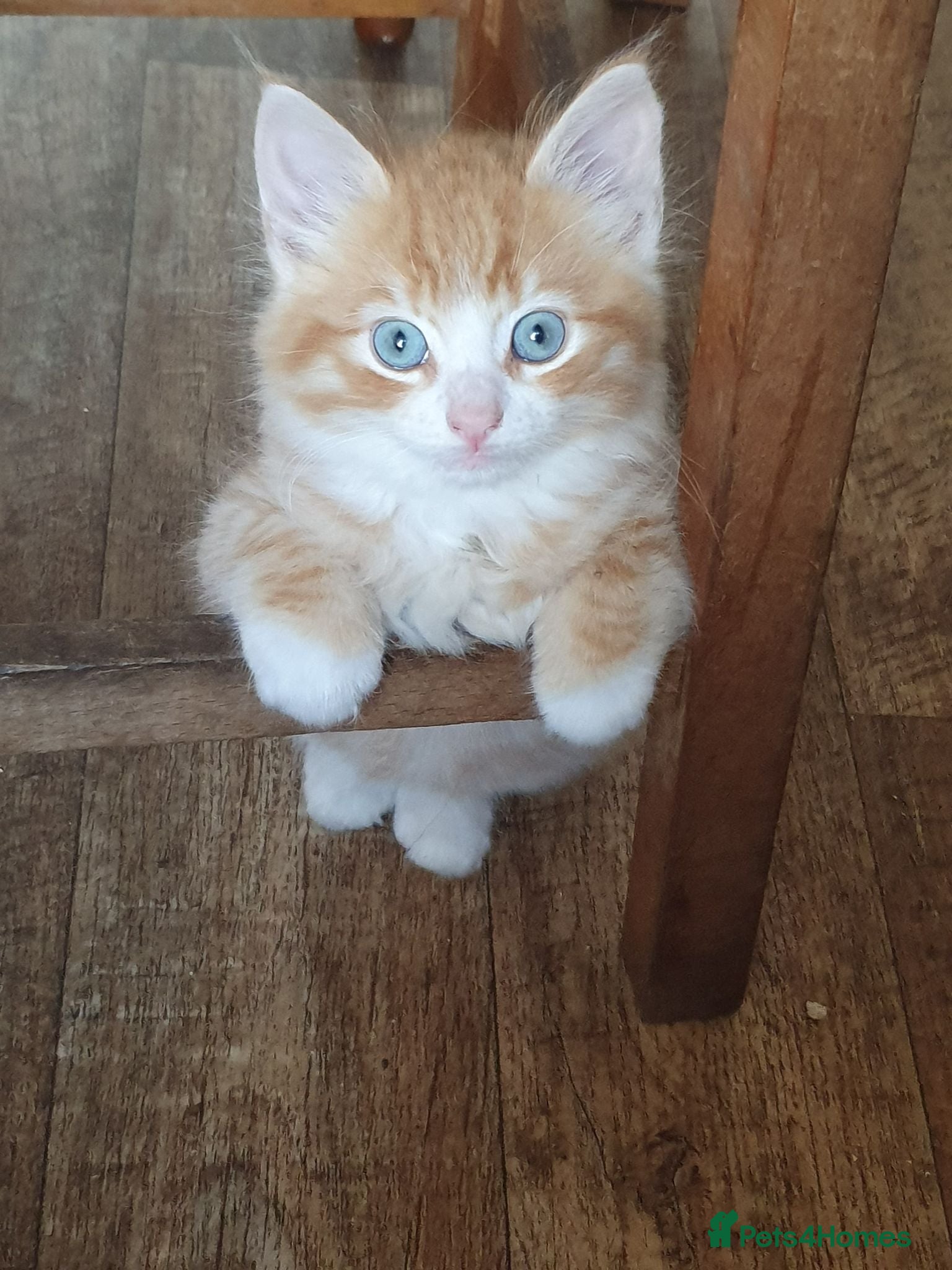 Mixed Breed cats Kitten Klub - Advert 1