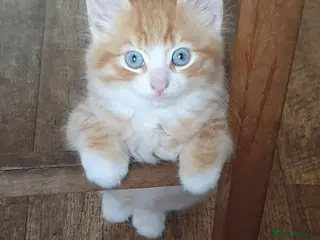 Mixed Breed cats Kitten Klub - Advert 1