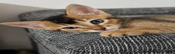 Mixed Breed cats for sale: Unique Abyssinian*Savannah Mix- Not to Miss - Advert 9