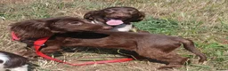 English Springer Spaniel dogs for sale: LeeLee - Advert 7
