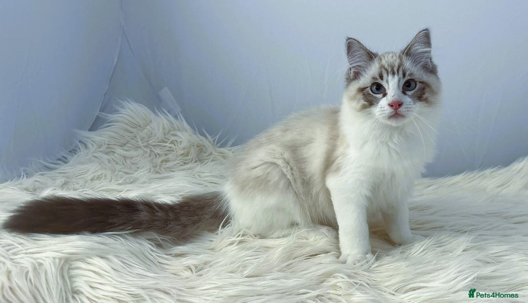 Ragdoll cats for sale: Playful Pedigree Ragdoll Kittens Available - Image 23