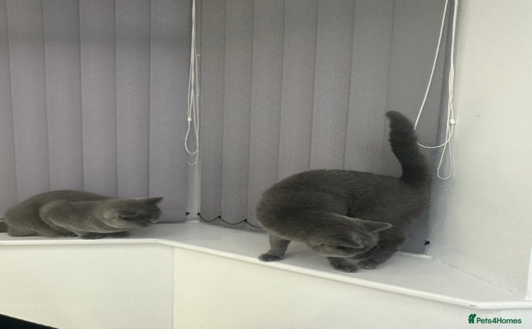 British Shorthair cats - Advert 7