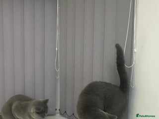 British Shorthair cats - Advert 35