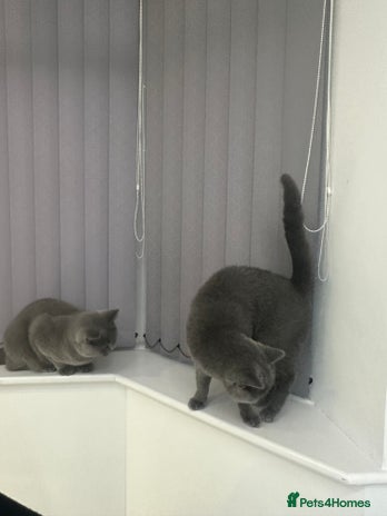 British Shorthair cats - Advert 7