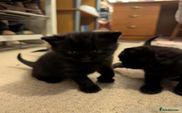 British Shorthair cats for sale: Kittens from loving country cottage home - Image 18
