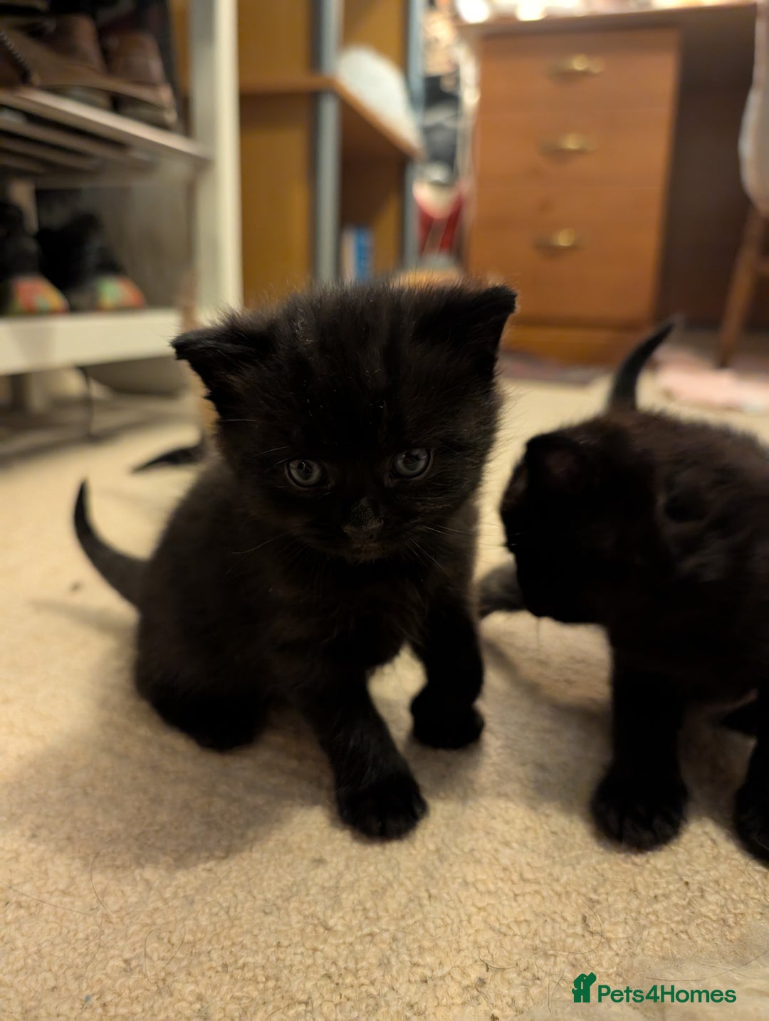 British Shorthair cats for sale: Kittens from loving country cottage home - Image 18