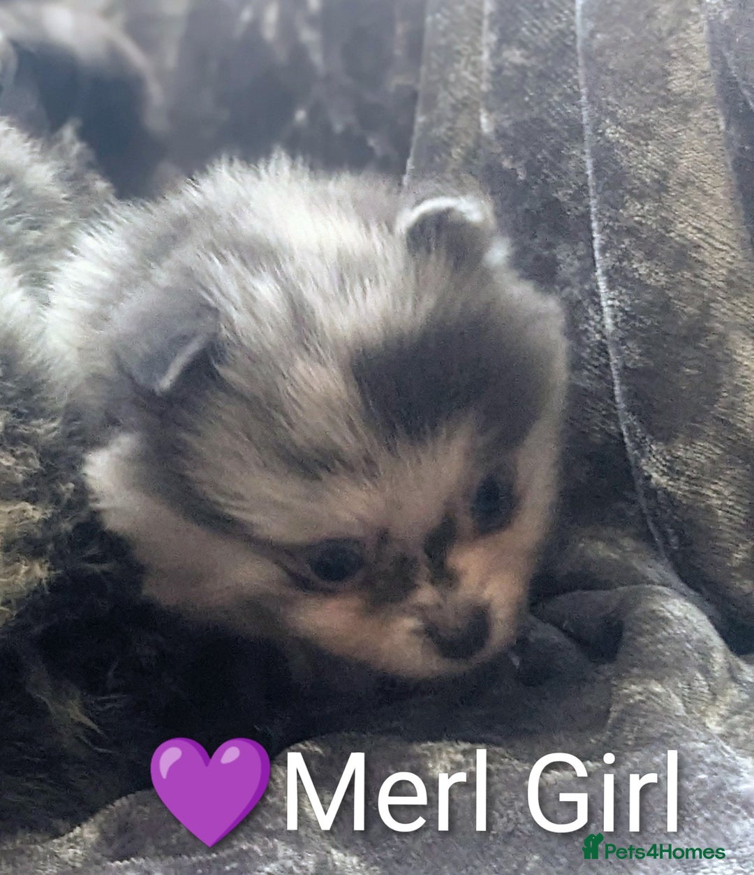 Pomeranian dogs for sale: Pomeranian Blue girl left!   - Advert 27