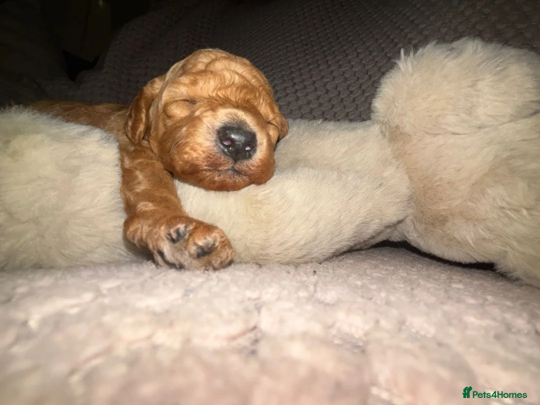 Toy Poodle dogs for stud: For stud toy poodle £125 - Advert 12