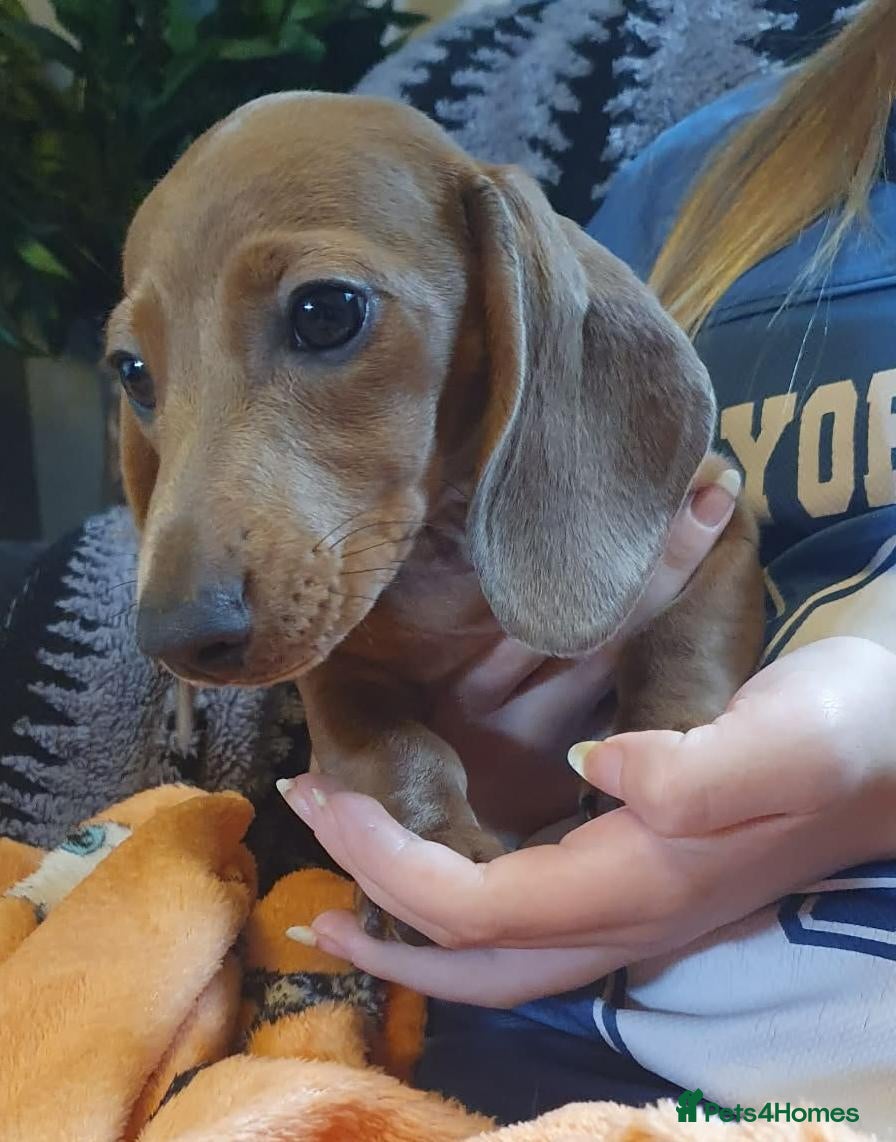 Miniature Dachshund dogs Lovely Female Miniature Dachshund Ready now - Advert 1