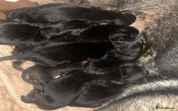 German Shepherd dogs for sale: German Shepherd Puppies - exceptional bloodline  - Image 4