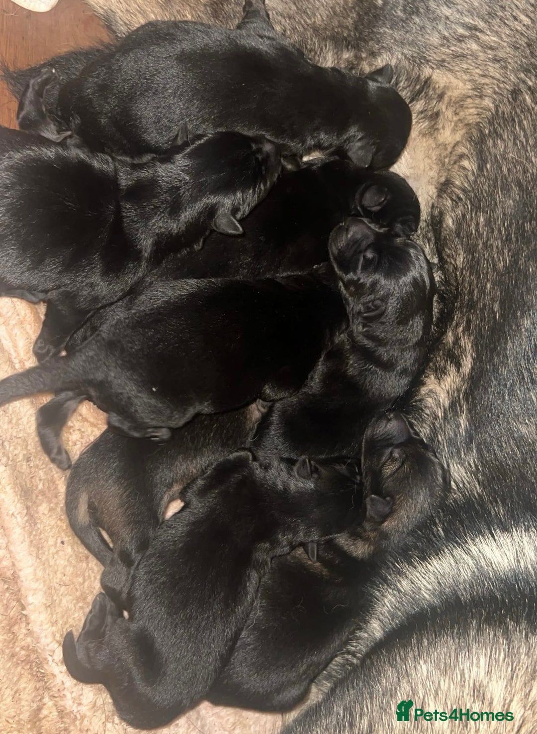 German Shepherd dogs for sale: German Shepherd Puppies - exceptional bloodline  - Image 4