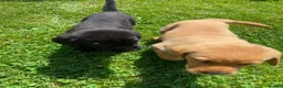 Labrador Retriever dogs for sale: Black and Fox red Labrador Puppies  - Advert 6