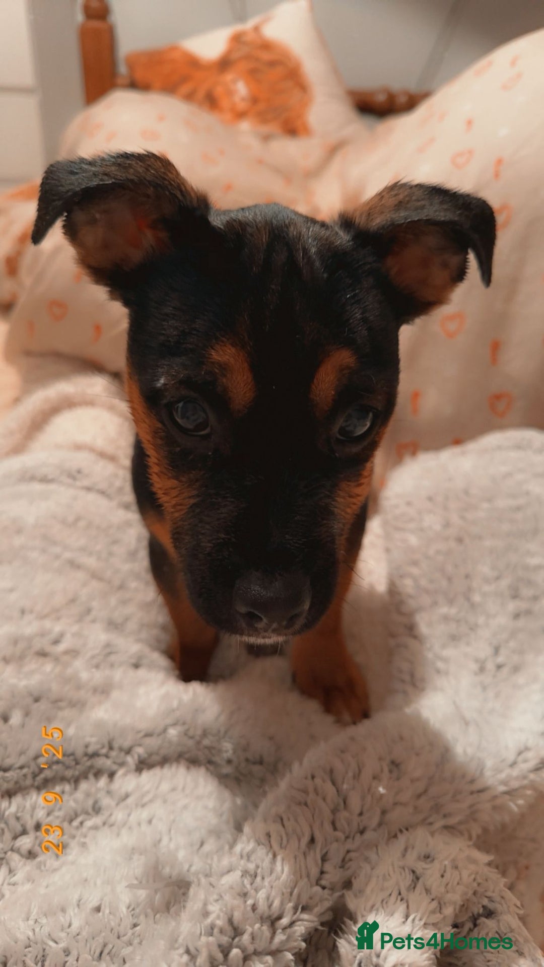 Mixed Breed dogs for sale: Jack x Frenchie  - Advert 4