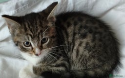 Tibetan cats for sale: Tabby white kittens looking for a lovely home - Advert 11