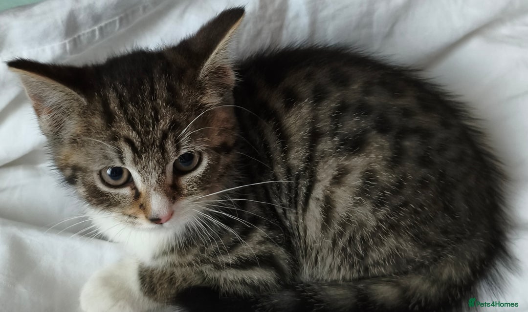 Tibetan cats for sale: Tabby white kittens looking for a lovely home - Advert 11