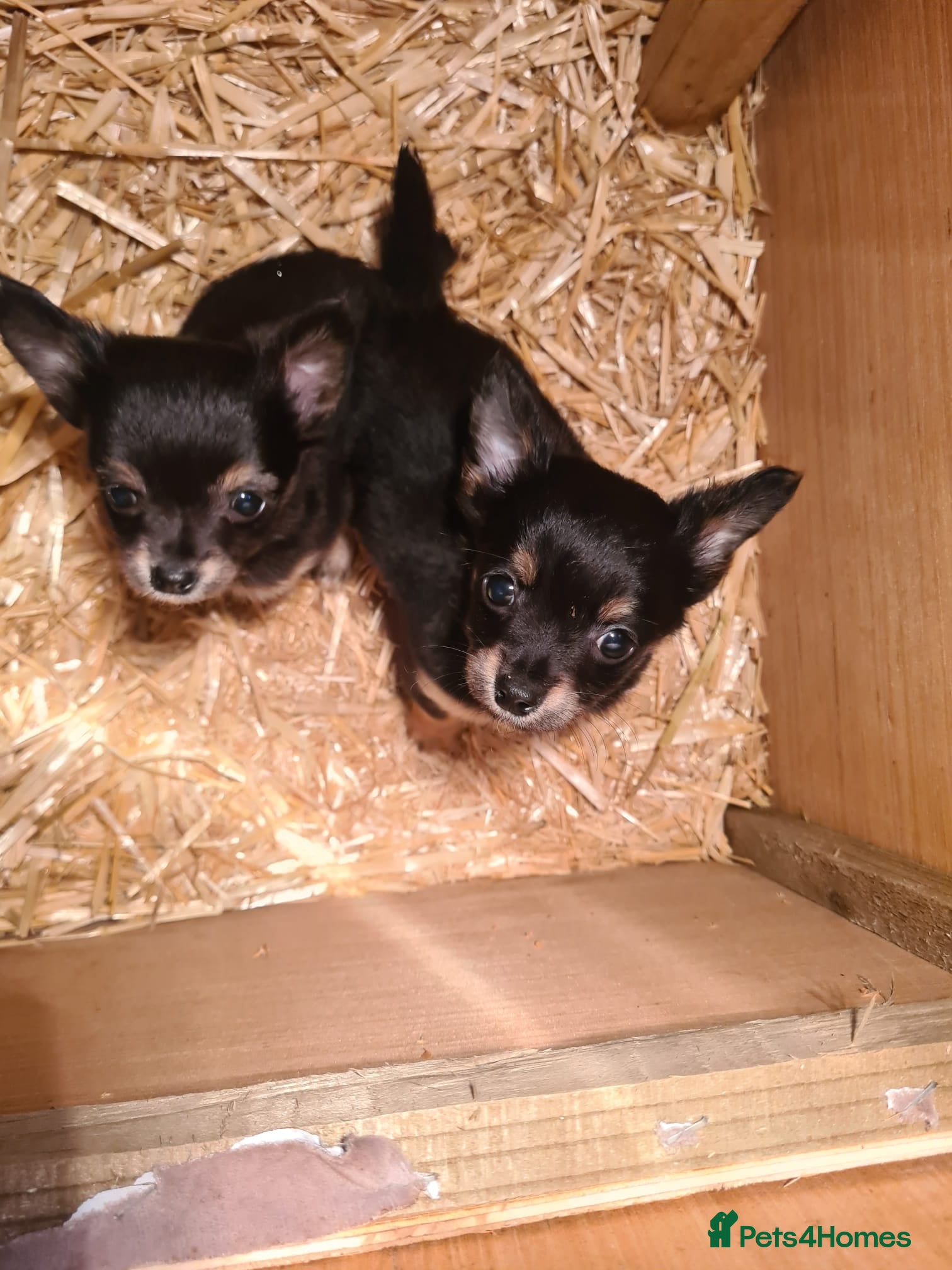 Chihuahua dogs 2 chihuahua female pups  - Advert 1