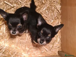Chihuahua dogs 2 chihuahua female pups - Advert 1