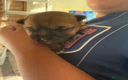 Chug dogs for sale: PUPPIES FOR SALE - Image 4
