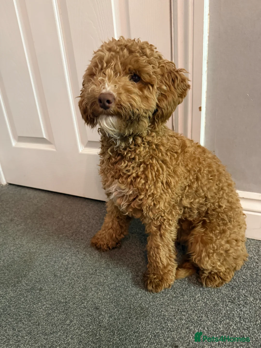 Sproodle dogs for sale: Sproodle Puppy - Advert 2