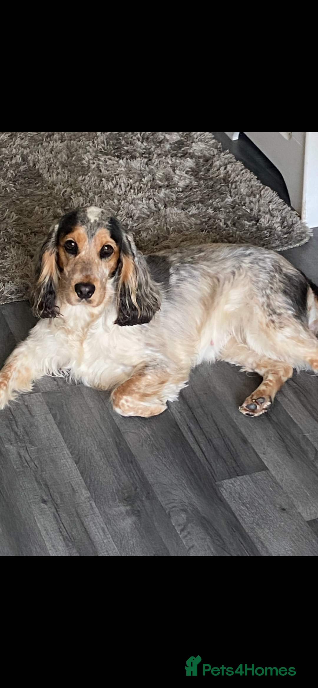 Cocker Spaniel dogs for sale: Show cocker spaniel puppies viewings this weekend! - Image 33