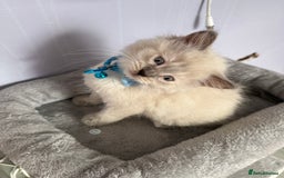 British Shorthair cats for sale: Beautiful BSH 2 male 1 female  - Image 7
