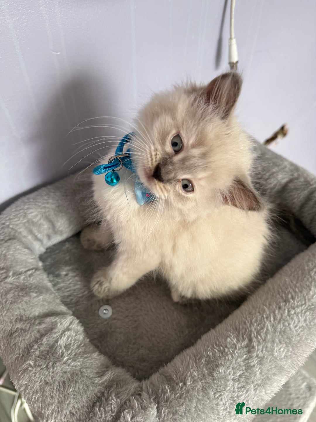 British Shorthair cats for sale: Beautiful BSH 2 male 1 female  - Image 7