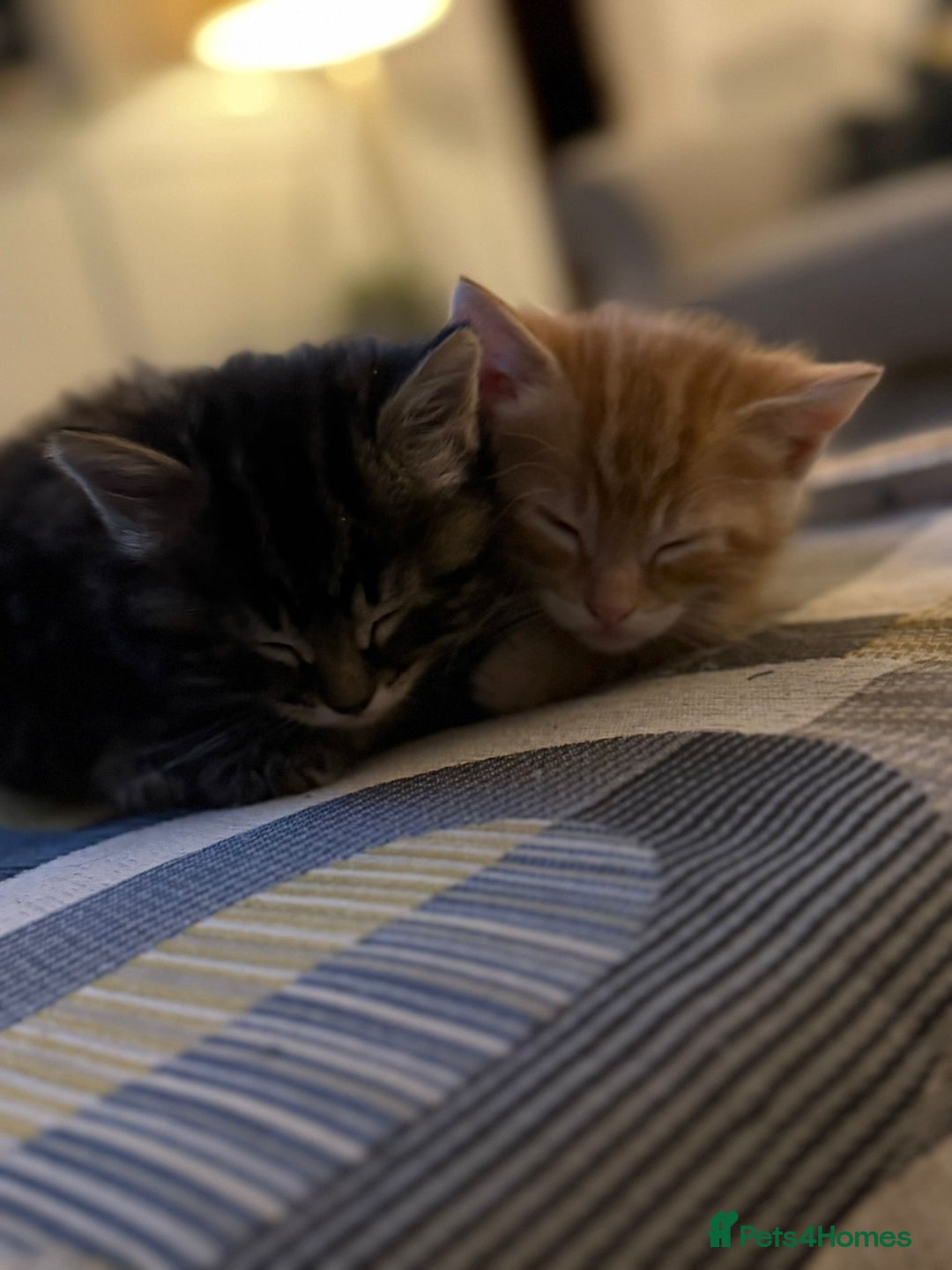 Mixed Breed cats for sale: Bengal mix  - Advert 3