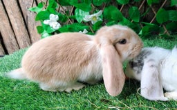 French Lop rabbits for sale: PURE Giant French Lops - Vaccinated - RESERVE - Image 10