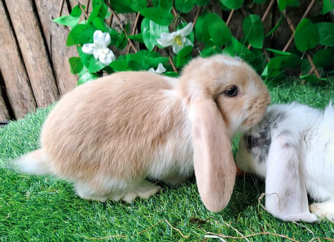 French Lop rabbits for sale: PURE Giant French Lops - Vaccinated - RESERVE - Image 10