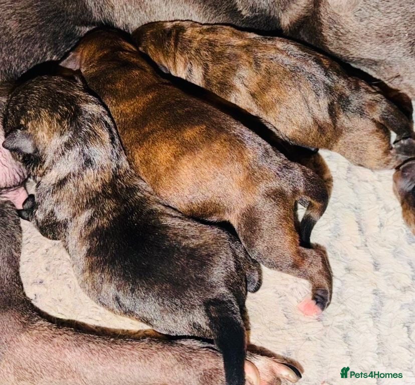 Staffordshire Bull Terrier dogs Blue American staffies - Advert 3