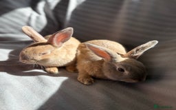 Mixed Breed rabbits for sale: 3 stunning Lop crossed with Double lion mane - Image 12