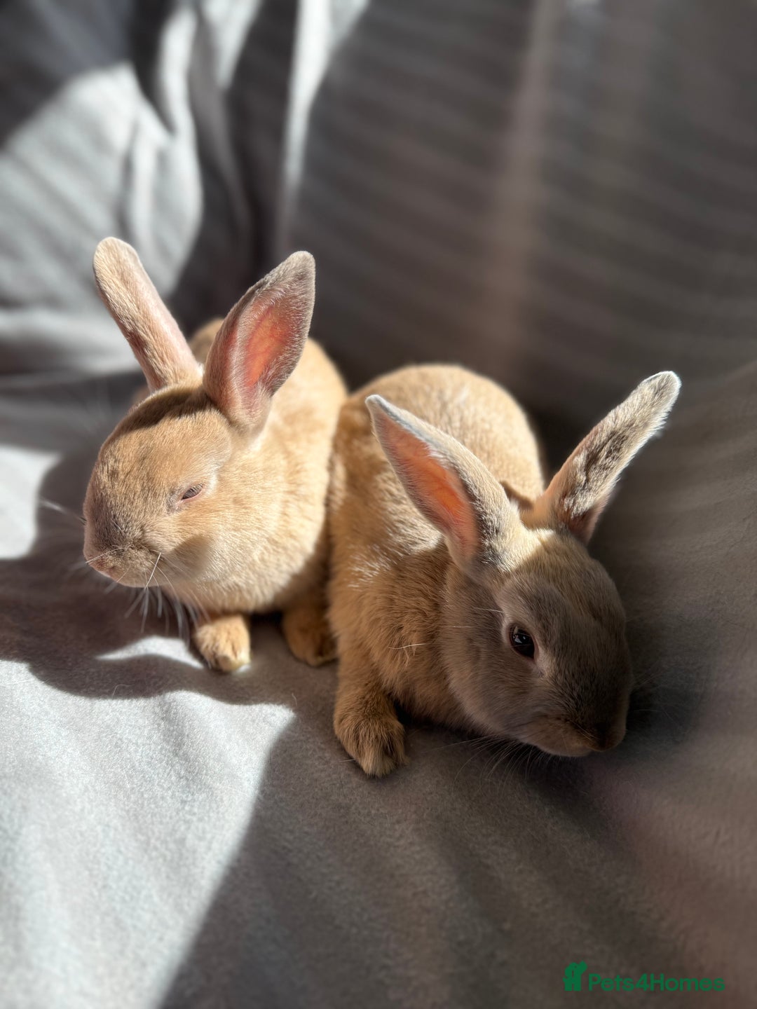Mixed Breed rabbits for sale: 3 stunning Lop crossed with Double lion mane - Image 12