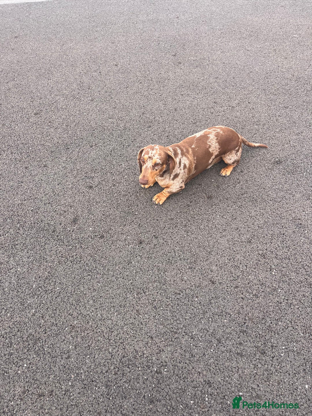 Mixed Breed dogs for sale: 5 beautiful jackshund puppies for sale - Advert 35