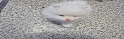 Pomeranian dogs for sale: Small pomeranians white - Advert 6