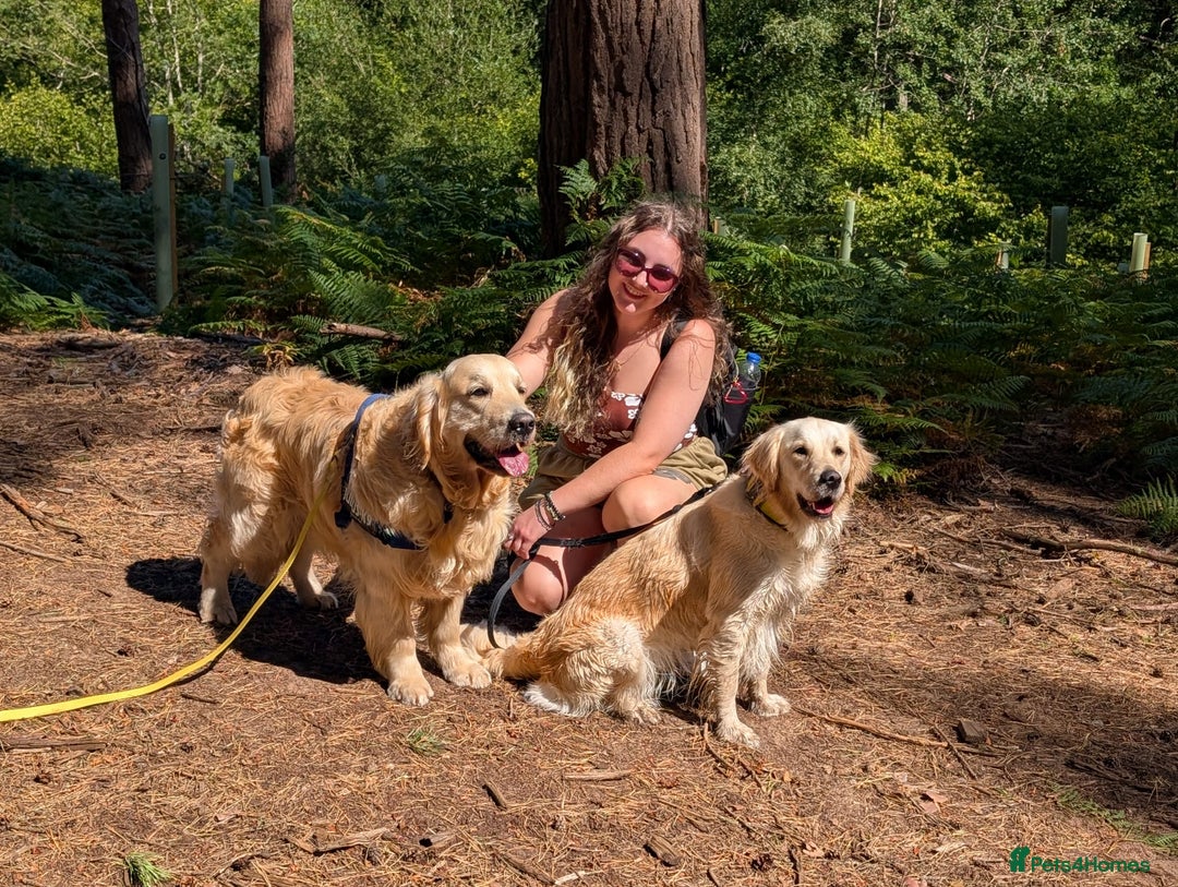 Golden Retriever dogs for stud: Enzo KC registered Stud dog  - Image 6