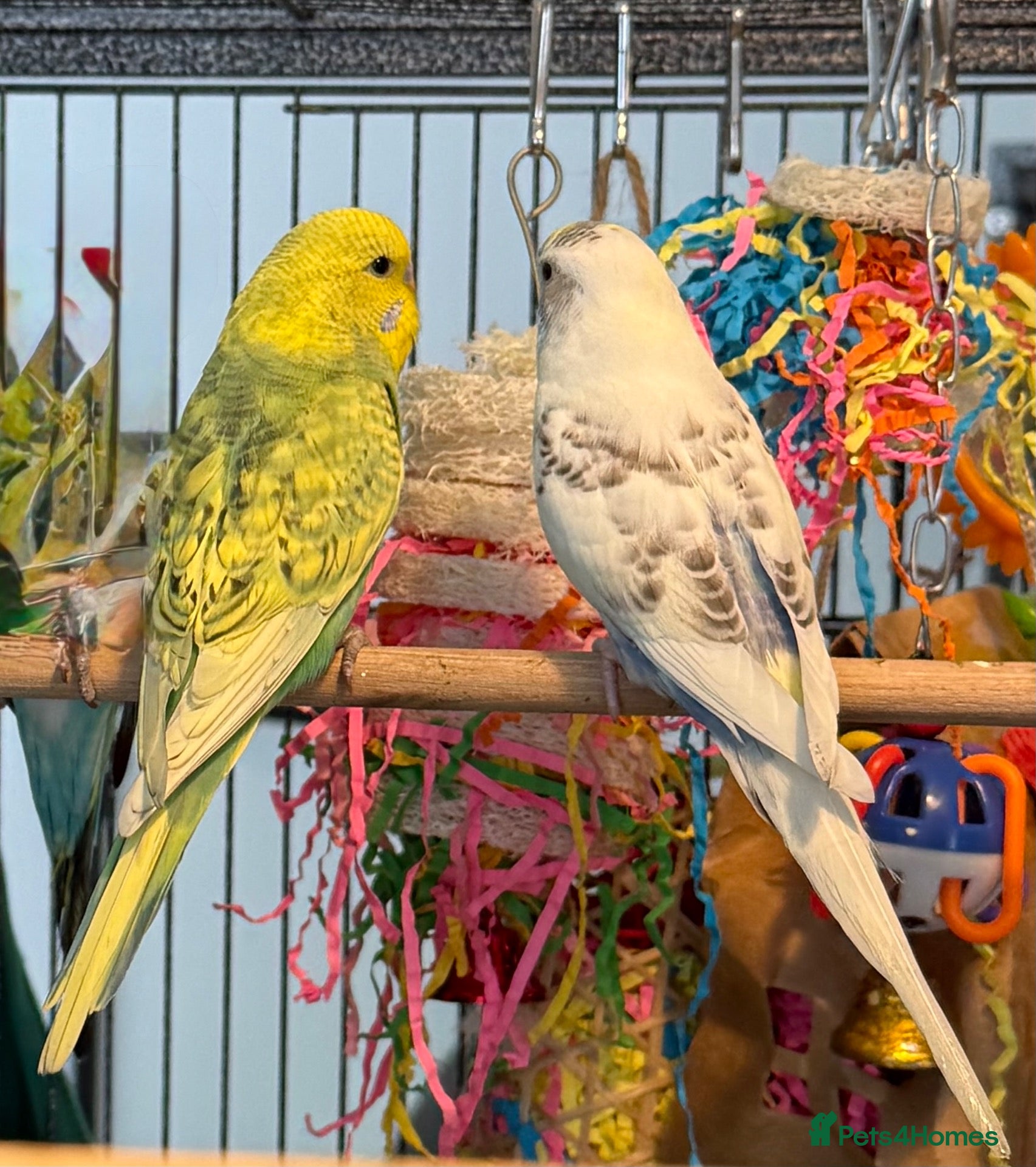 Budgerigars birds Bonded budgies young pair 10 week old  - Advert 1