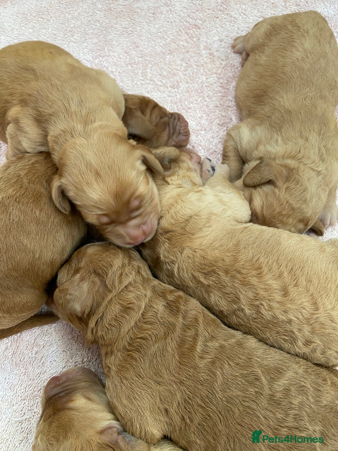 Labradoodle dogs for sale: F1 Red Miniature Labradoodles  - Advert 21