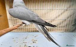 Ringnecks birds for sale: Stunning rare Ringnecks for sale  - Image 4