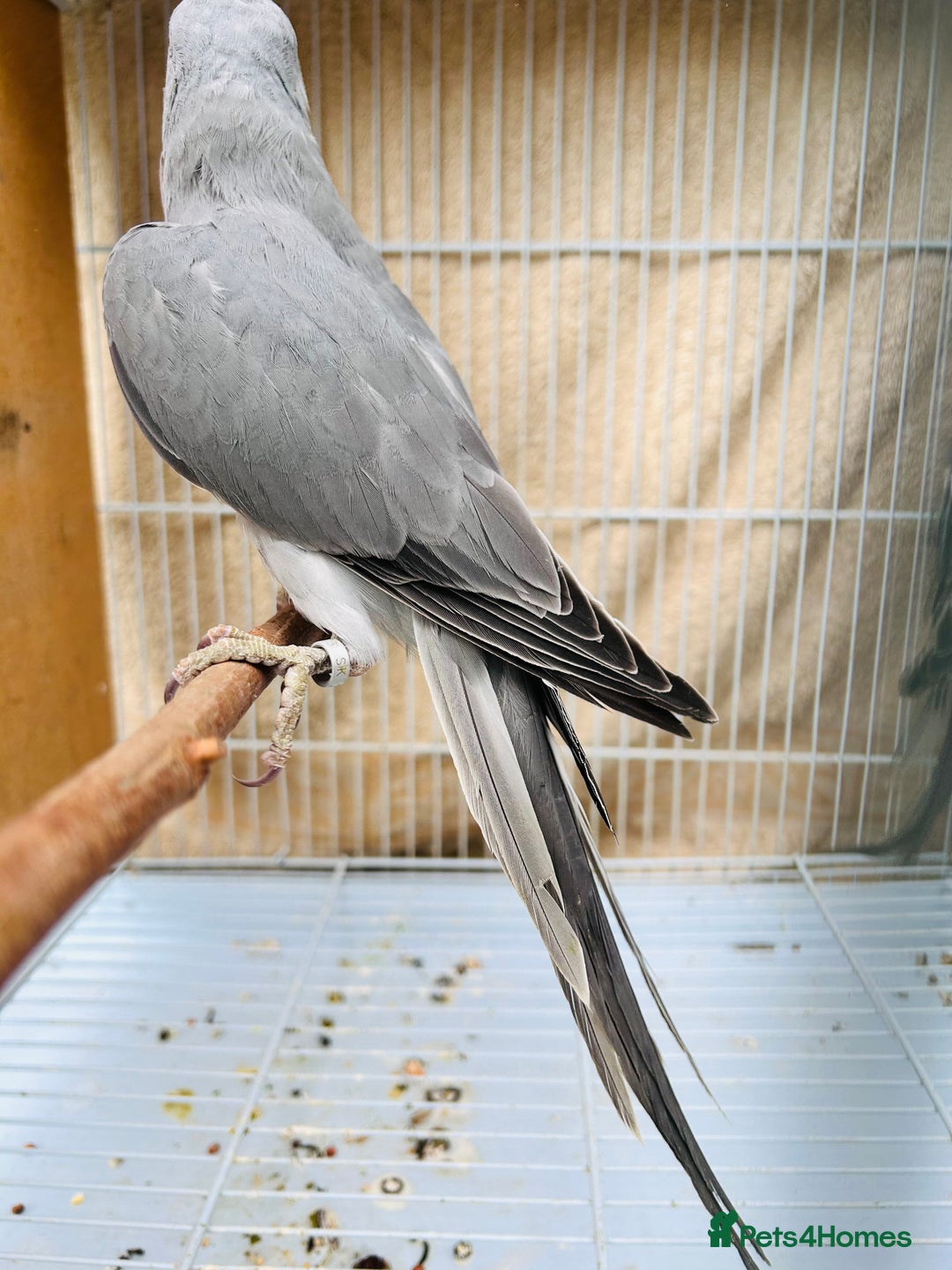 Ringnecks birds for sale: Stunning rare Ringnecks for sale  - Image 4
