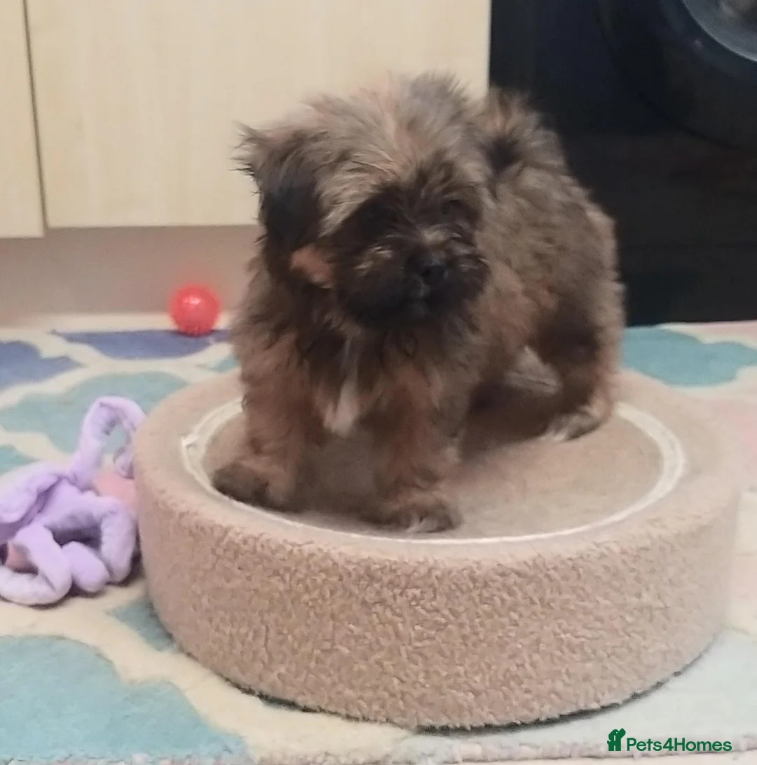 Shih Tzu dogs for sale: Shih  Tzu  girl  - Advert 2