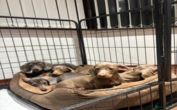 Miniature Dachshund dogs for sale: Outstanding Minature Dachshunds Puppies For Sale  - Image 7